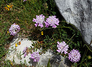 Fiori di Iberide di Pruiti o violacea (Iberis violacea W.T.Aiton) a Monte della Nuda.