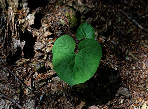 &ldquo;Cuore verde&ldquo; (Alliaria, Alliaria petiolata, nei boschi di Campo d&rsquo;Amore).