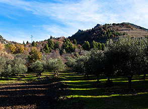 Uliveto alle pendici del Monte di Roccatagliata.