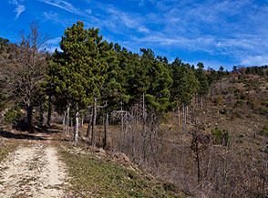 Scorcio lungo la pista forestale che sale a Fonte Canale.