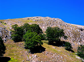 Gruppetto di faggi al margine del bosco del Vallone Sfondato.