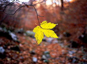 &ldquo;Delicato equilibrio&rdquo; (Foglia di acero di monte fermatasi su un ramoscello prima di toccare il fondo del Vallone Lampazzo).