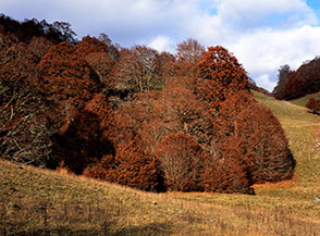 Scorcio sul bosco di faggi che lambisce i prati di Fossa Perrone.