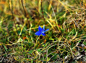 Tardivo fiore di Genziana delle nevi (Gentiana nivalis L.) sulla Cresta Ovest del Monte di Valle Caprara.