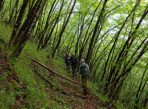 All&rsquo;ombra del bosco verso Volta del Corno.