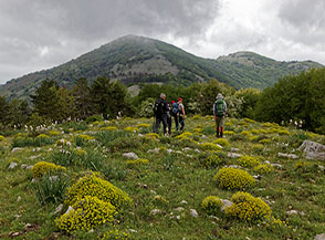 Tra le fioriture di Volta del Corno  verso il Monte Faggeto.