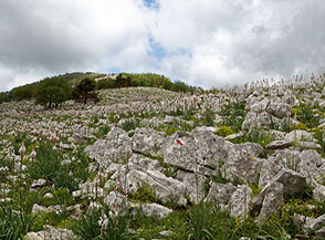 Fioritura di Asfodelo montano sulla Cresta Sud-Est del Monte Faggeto.