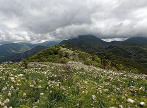 La Cresta Sud-Est del Monte Faggeto ricoperta dalla fioritura dell&rsquo;Asfodelo montano.