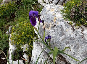 Giaggiolo della Marsica fiorito tra le pietre della Cresta Sud-Est del Monte Faggeto.