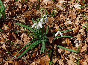 I graziosi Bucaneve (Galanthus nivalis L.) preannunciano l&rsquo;arrivo della bella stagione.