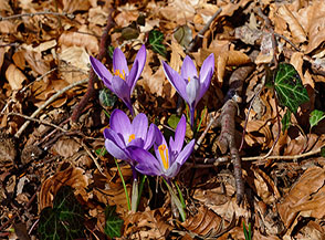 Con simili colori difficile passare inosservati! (fioritura di Zafferano maggiore, Crocus vernus L. Hill, sulla Cresta Sud del Monte Fogliano).