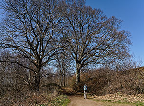 I grossi cerri che s&rsquo;incontrano sulla via del ritorno prima di attraversare Valle Carpineta.