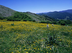 La sella erbosa sopra il Fontanile di Fontecellese.