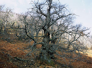 &ldquo;I capelli della strega&rdquo; (colossale e contorto castagno del castagneto del Tasso ad Esperia Superiore).