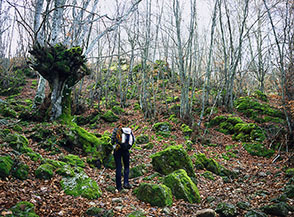 Il bosco &ldquo;muschioso&rdquo; sotto Guado del Faggeto.