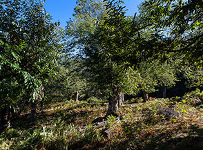 Un suggestivo castagneto in localit&agrave; Fiumefreddo.