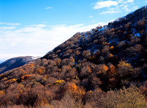 I raggi del sole invernale riescono appena a sfiorare le spoglie chiome del bosco sul Versante Nord del Monte Gennaro.