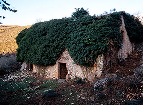 Una possente edera avvolge fin quasi a far scomparire le rovine del Molino di Casoli.