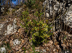 Cespuglio di Pungitopo (Ruscus aculeatus) incontrato lungo il Sentiero degli Alpini.