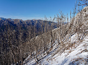 &ldquo;Il bosco morto&ldquo; (Monte Giano).