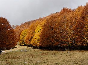 &ldquo;Prima fila&ldquo; (margine della faggeta sui prati del Ferroio di Scanno).