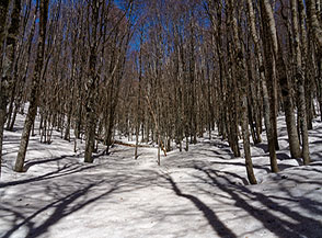 Nella faggeta innevata e silenziosa prima di uscire al Belvedere De Gasperi.