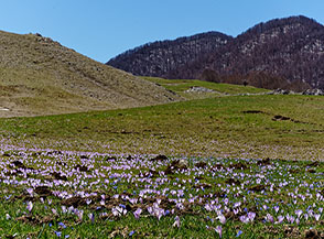 Luminosa fioritura di crochi o Zafferano selvatico (Crocus vernus) sui prati di Piano Ruggio.