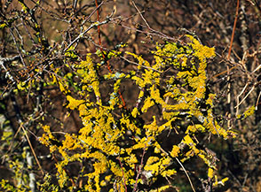 Licheni su cespuglio (Valle di Pratolongo).