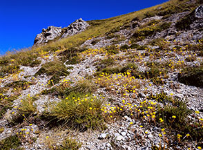 Lungo la salita del Versante Sud dello Ienca, fra i primi roccioni sporgenti.