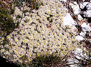 La particolare fioritura della Paronichia della Kapela che produce dei fiori secchi.