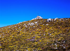 La cima del Monte Ienca preceduta da un tappeto di fiori.