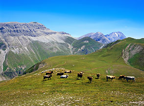 Mucche al pascolo sui prati sommitali dello Ienca.