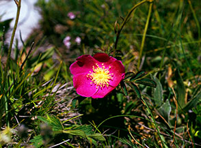 &ldquo;La rosa scarlatta&ldquo; (splendida Rosa di montagna, Rosa pendulina, sulla cima del Morrone al Gran Sasso).