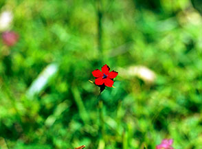 Garofano montano (Dianthus barbatus L.) sulla cima il Morrone al Gran Sasso.