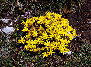 Solare cuscinetto di Borracina acre (Sedum acre) sulla Cresta Ovest dello Ienca.