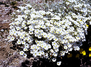 Candida fioritura di Peverina tomentosa (Cerastium tomentosum) sul Sentiero dei Banconi.