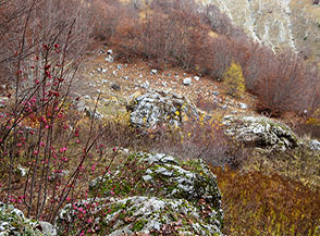 Le rosse bacche della Fusaria comune o Cappello del prete ai margini di una radura nella Valle de la Fossetta.