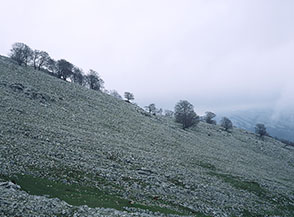 Faggi sulle pendici orientali di Monte la Croce, sembrano sfidare il tempo sotto un cielo plumbeo.