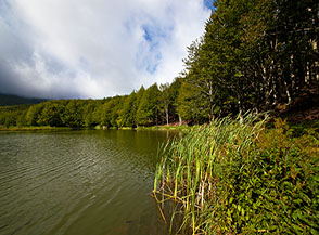 Lisca maggiore, Tifa o Mazzasorda (Typha latifolia) sulle sponde del Lago Pranda.