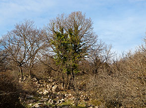 Scorcio sulla macchia di fianco al Fosso Caldano.
