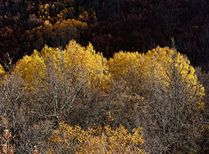&ldquo;Il bosco d&rsquo;oro&ldquo; (localit&agrave; le Pezze).