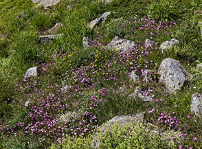 Giardino in fiore presso la Cima del Diaccione.