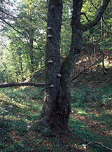 Scorcio di sottobosco nel Vallone Cavuto (sul tronco in primo piano vediamo alcuni funghi lignicoli).