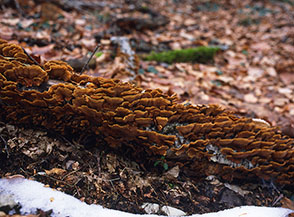&ldquo;Villette a schiera&rdquo; (funghi lignicoli su un tronco in marcescenza sui boschi sotto la Cappelletta).