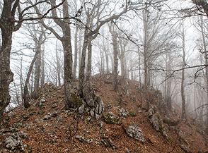 Il filo di cresta si fa boscoso e la nebbia che lo avvolge rende l&rsquo;atmosfera fiabesca (Cresta Sud del Macchialaveta).