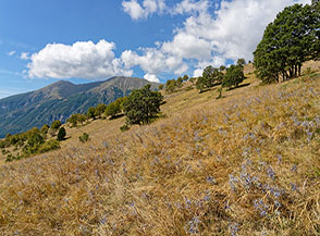 I violacei e spinosi steli della Calcatreppola ametistina (Eryngium amethystinum) danno una nota di colore ai prati autunnali sullo Spallone orientale della Majella.