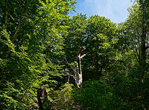 Lo spazio lasciato da un albero morto lascia al Sole la possibilit&agrave; di penetrare nel bosco (Faggeto di Allumiere).
