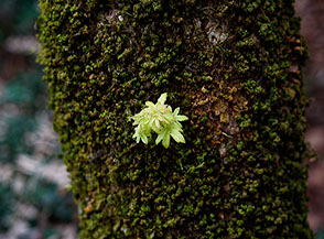 &ldquo;Microbosco&ldquo; (il germoglio di un nuvo ramo sboccia tra il muschio che ricopre il tronco di una quercia).