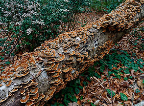 &ldquo;Lottizzazione selvaggia&ldquo; (particolare di un vecchio tronco di faggio ricoperto di funghi).