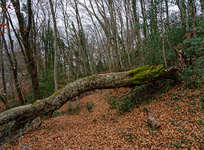 Grosso tronco di faggio crollato sotto cui passa il sentiero (Monumento Naturale il Faggeto).